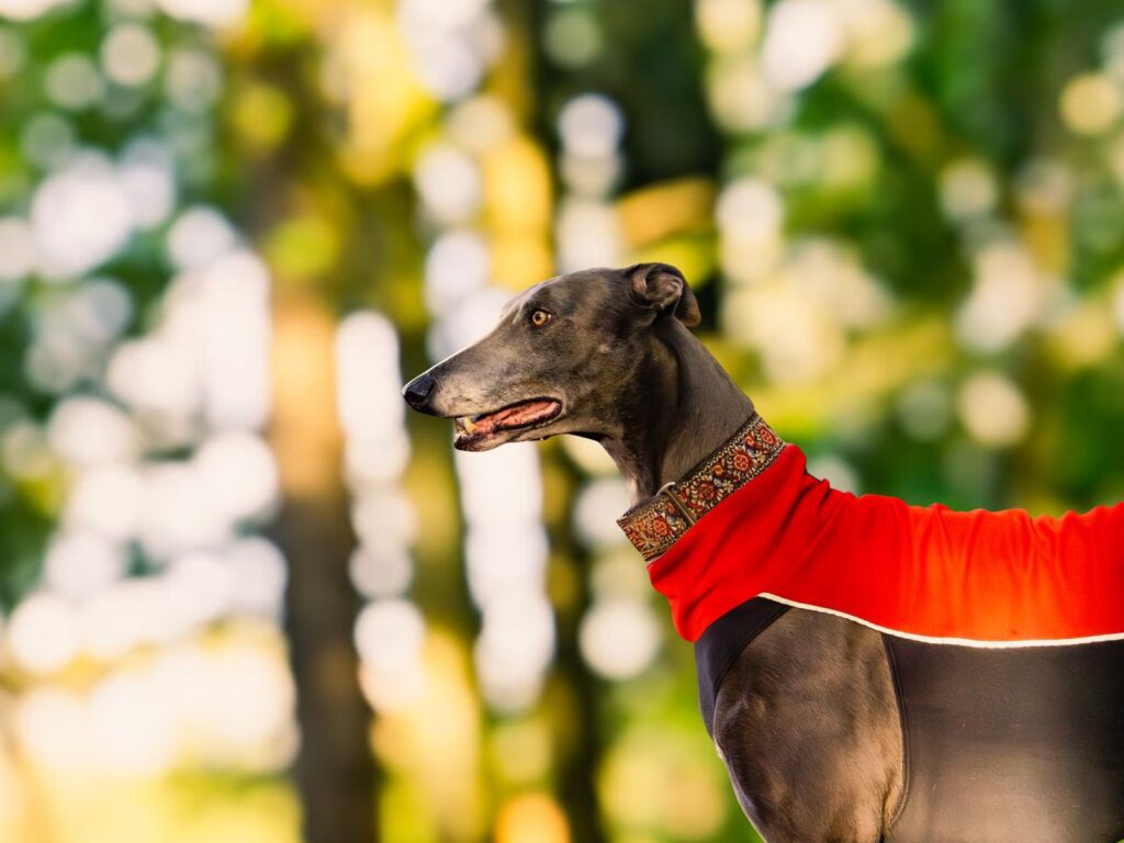 Fotoshoot met je hond in de snuffeltuin