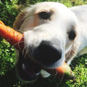 Gezonde voeding voor je hond