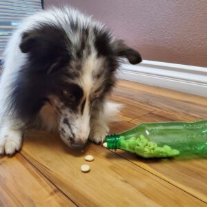 Denkwerk voor stressgevoelige honden