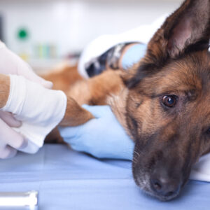 Minder stress bij de dierenarts of trimmer