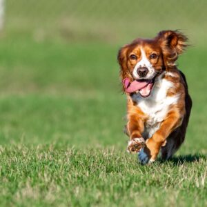 Privé losloopzone voor honden in Huldenberg