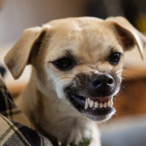 Wat na een grom of een beet?