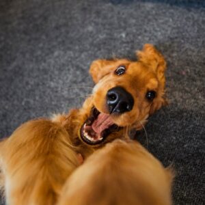 Je hond rust leren vinden