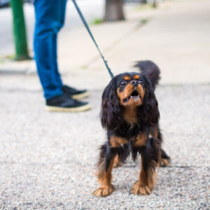 Reactiviteit bij honden