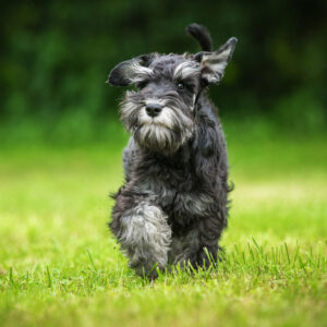 Invloeden op het gedrag van een hond