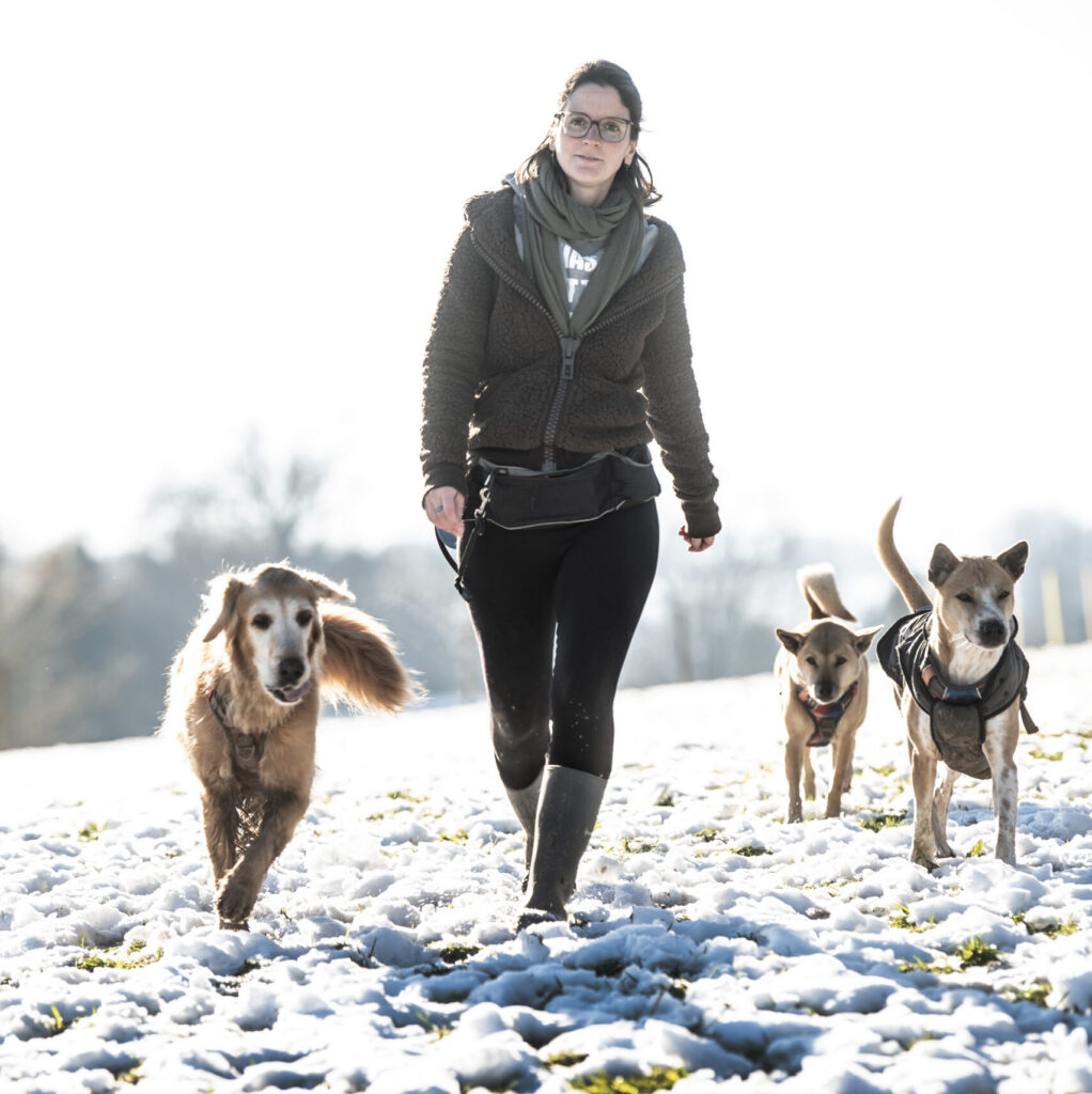 samenleven met stressgevoelige honden