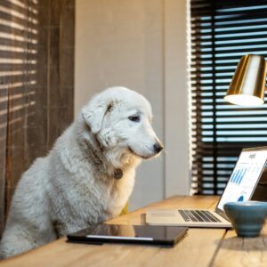 Bundel: 12 lezingen over hondengedrag