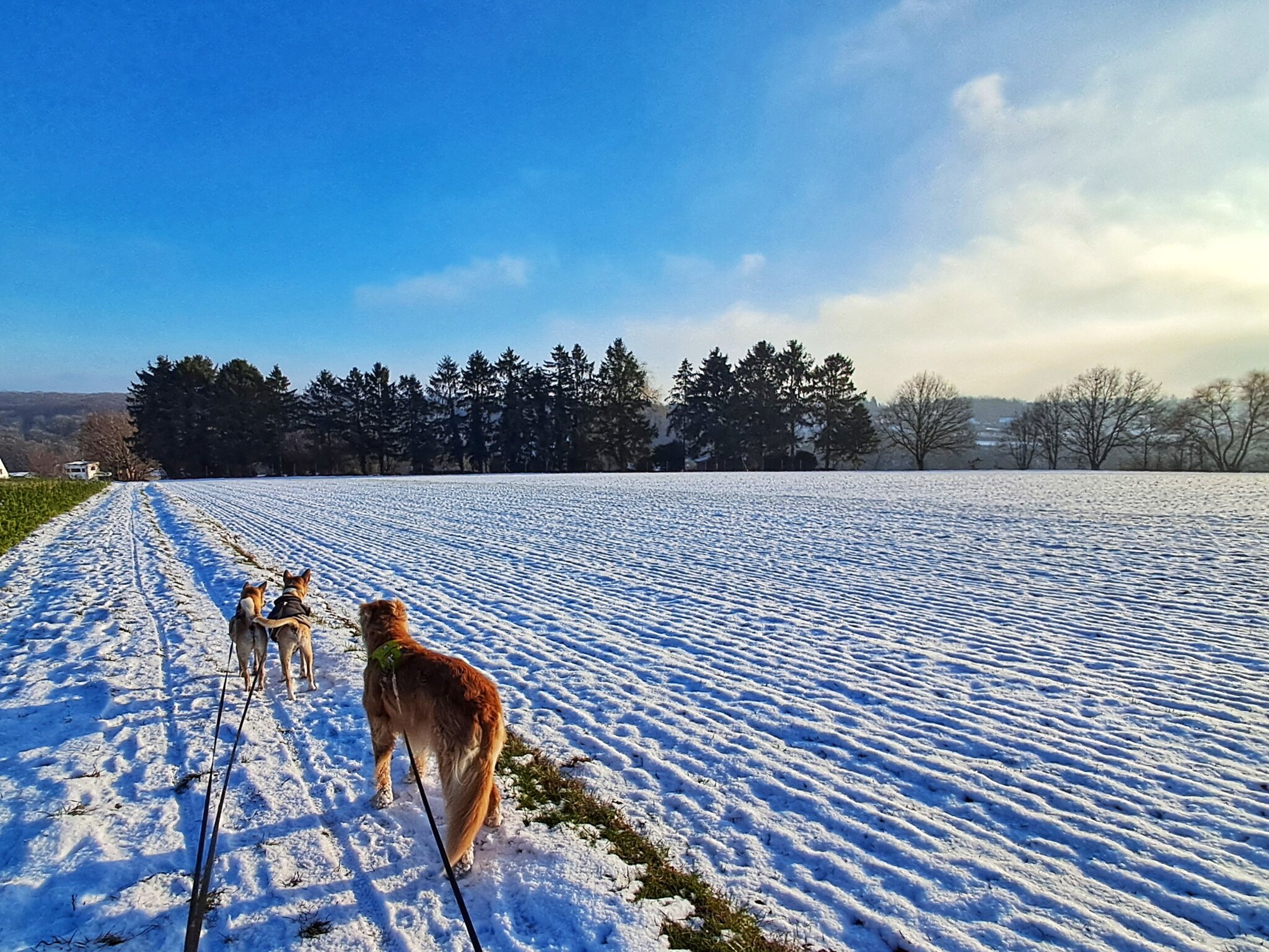Ontspannen wandelen met je hond