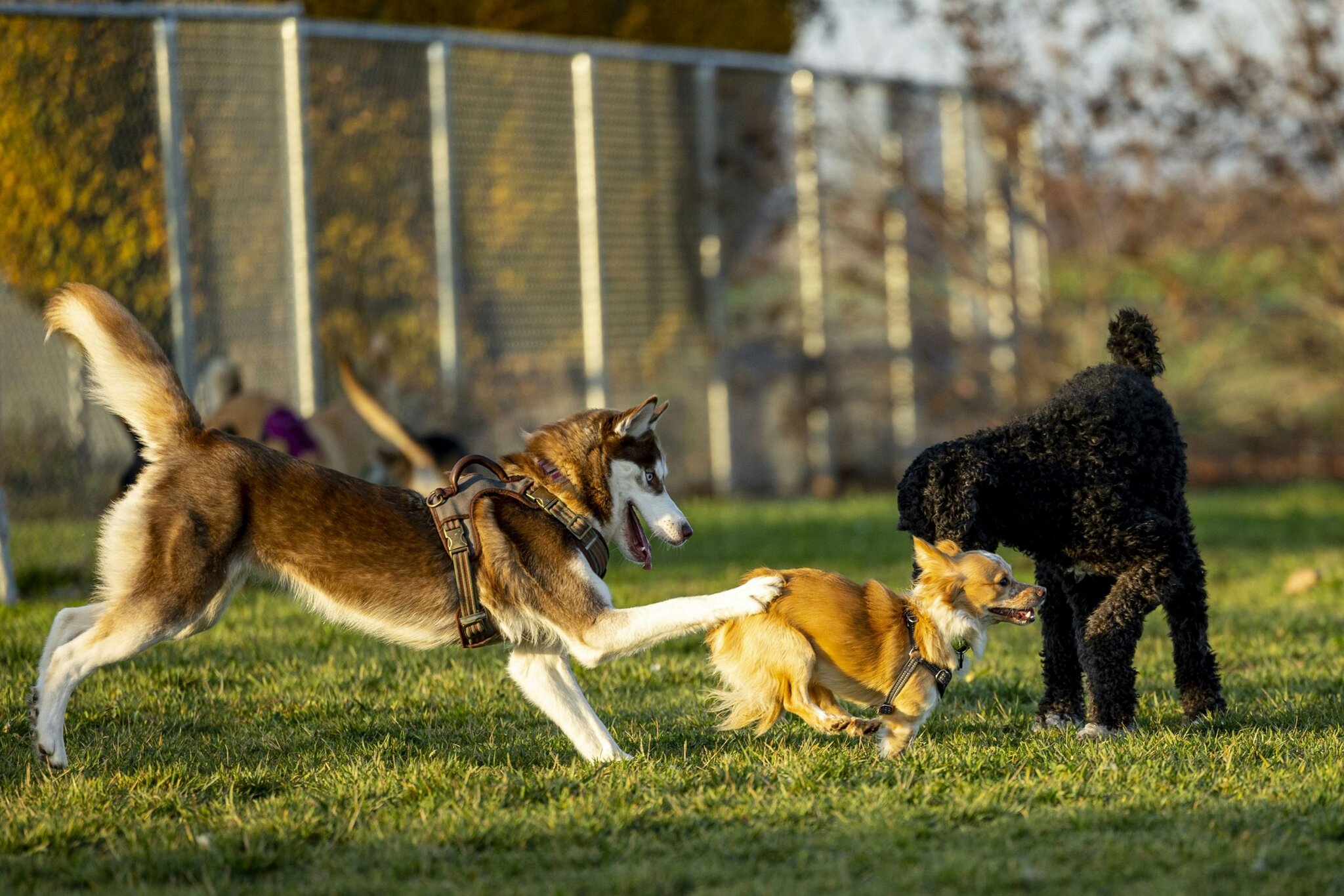 Hondenloopzone: vrijheid met een gebruiksaanwijzing