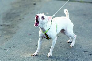 Waarom reageert mijn hond op alles?