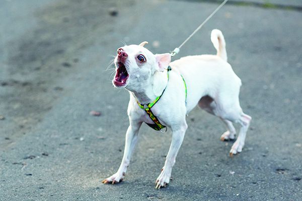 Waarom reageert mijn hond op alles?