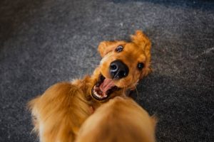 Mijn hond komt niet tot rust.