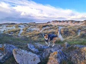 Heeft je hond 'hondenvrienden' nodig?