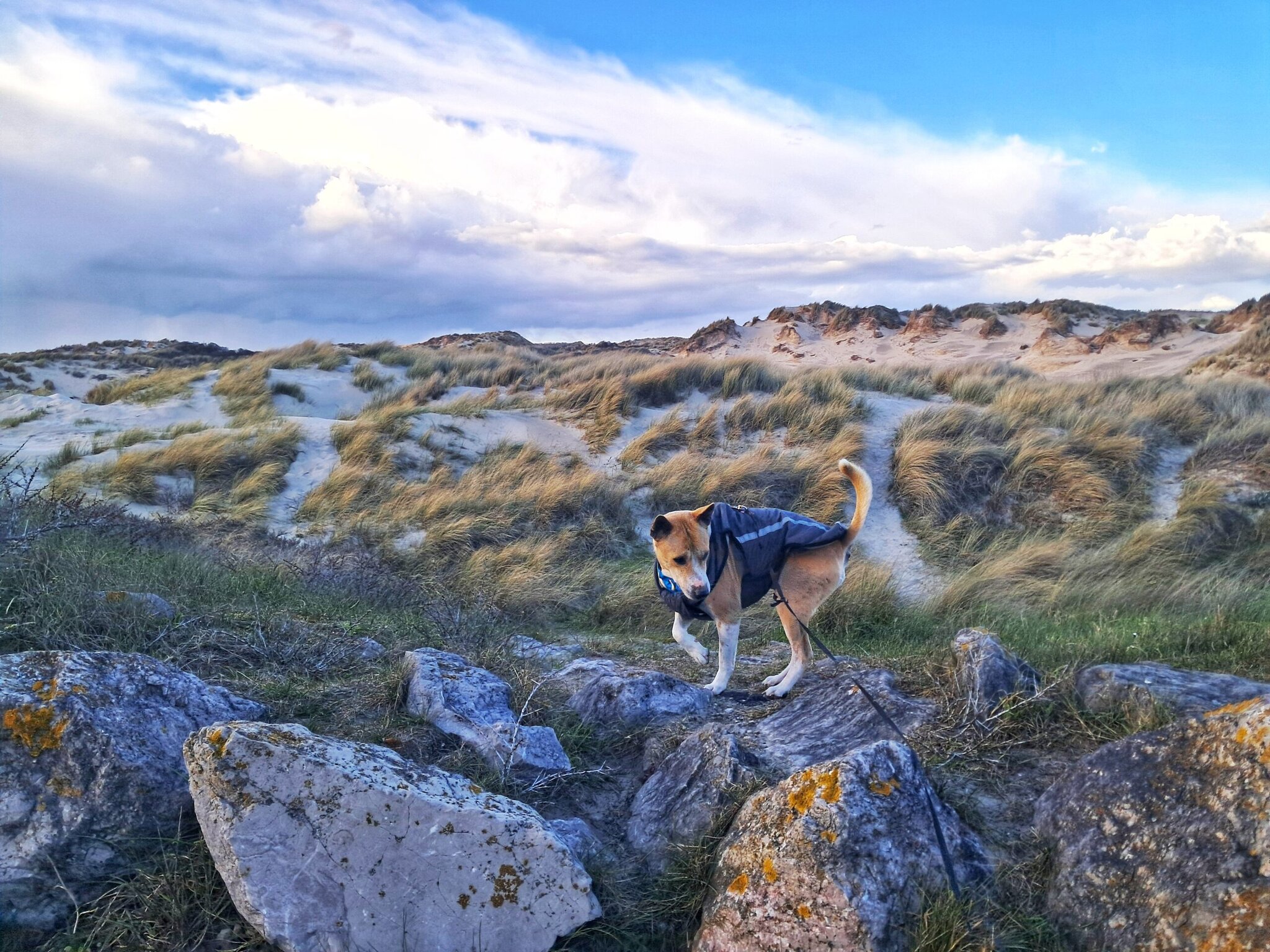 Heeft je hond 'hondenvrienden' nodig?