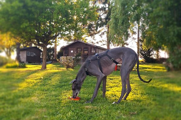 Privé losloopzone voor honden in Huldenberg