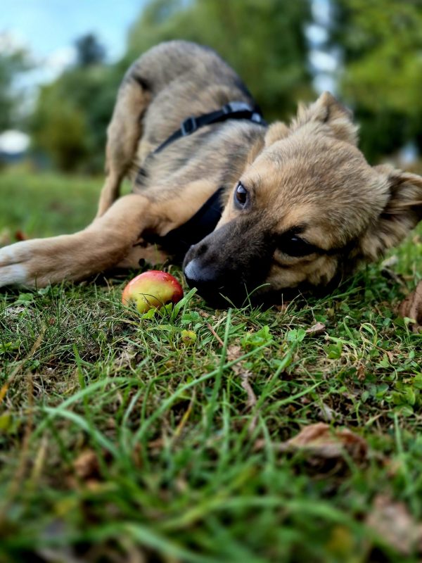 Gratis langskomen in de privé hondenweide