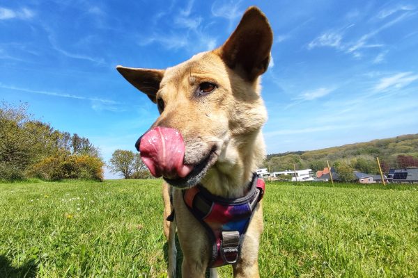 Prive hondenweide in Huldenberg