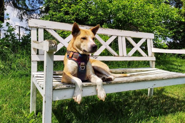 Prive hondenweide in Huldenberg