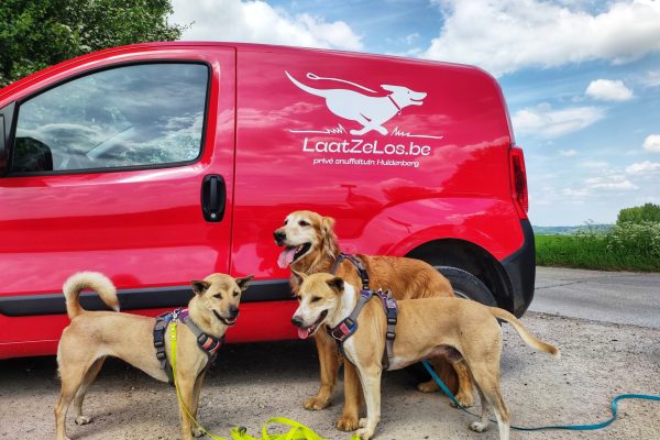 Prive hondenweide in Huldenberg