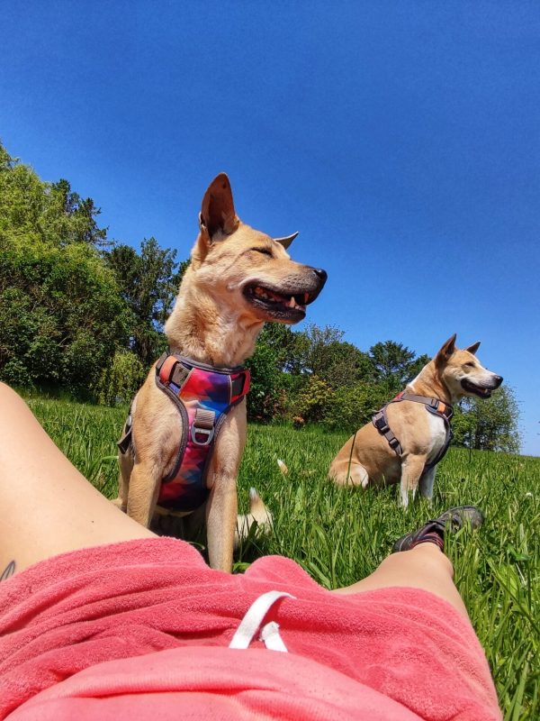 Prive hondenweide in Huldenberg