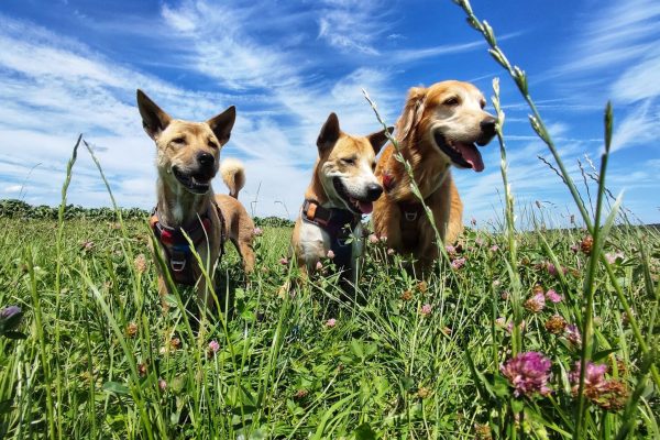 Gratis langskomen in de privé hondenweide
