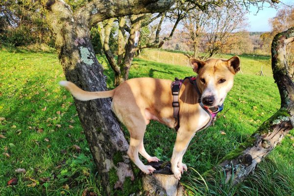 Privé losloopzone voor honden in Huldenberg