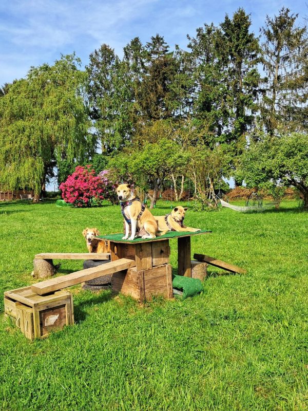 Gratis langskomen in de privé hondenweide