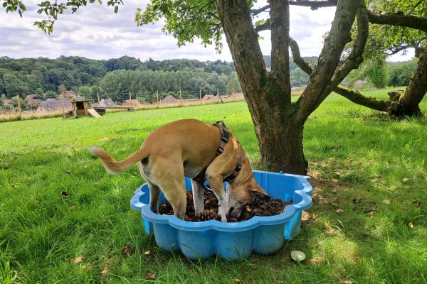 Privé losloopzone voor honden in Huldenberg