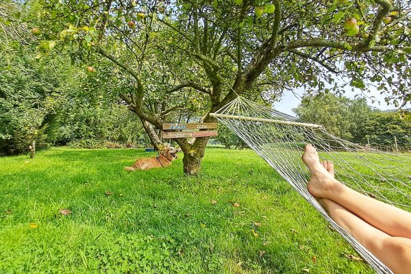 Privé losloopzone voor honden in Huldenberg
