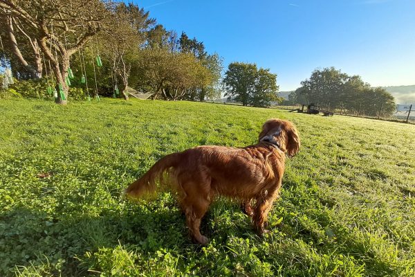 Privé losloopzone voor honden in Huldenberg