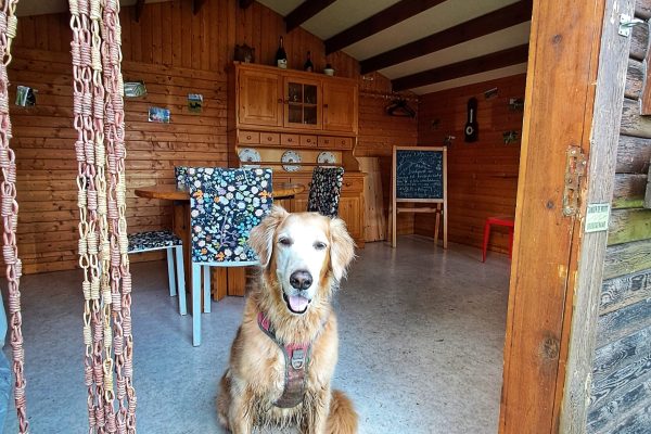 Privé losloopzone voor honden in Huldenberg