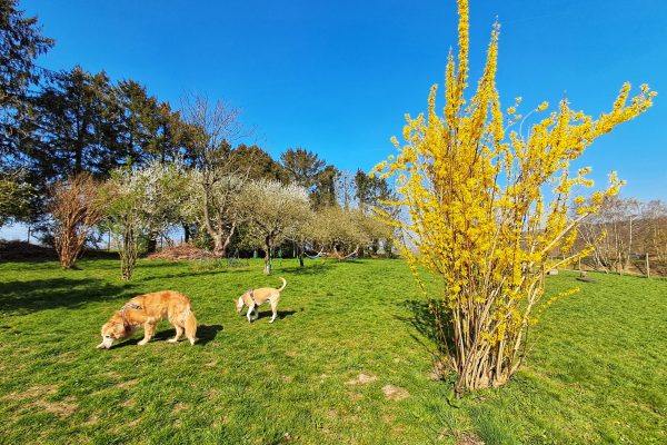 Privé losloopzone voor honden in Huldenberg
