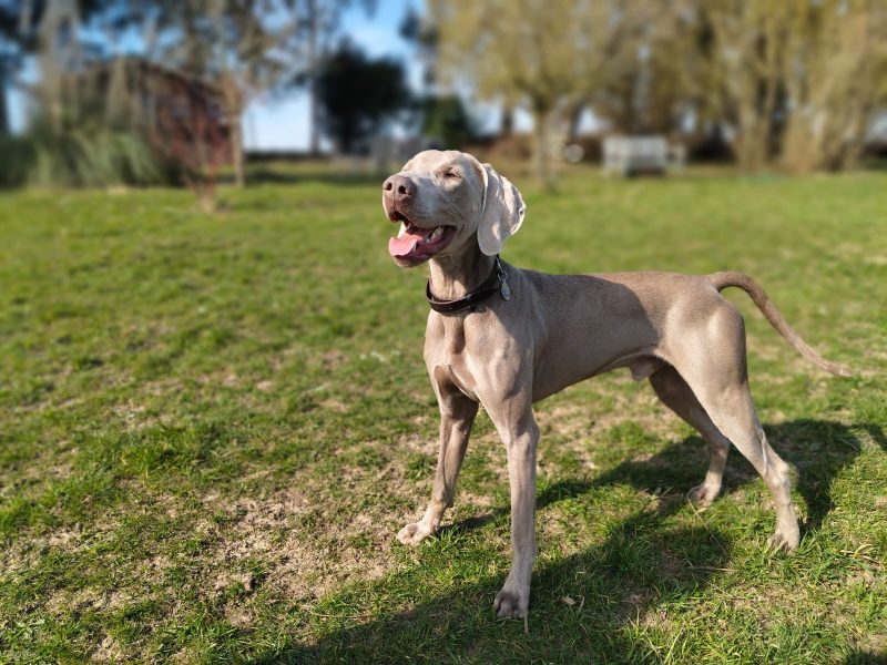 Privé losloopzone voor honden in Huldenberg