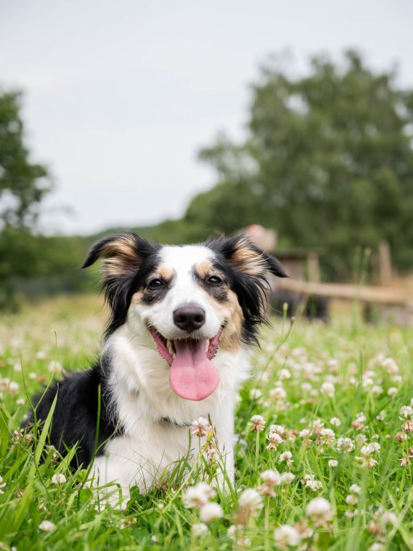 Privé losloopzone voor honden in Huldenberg