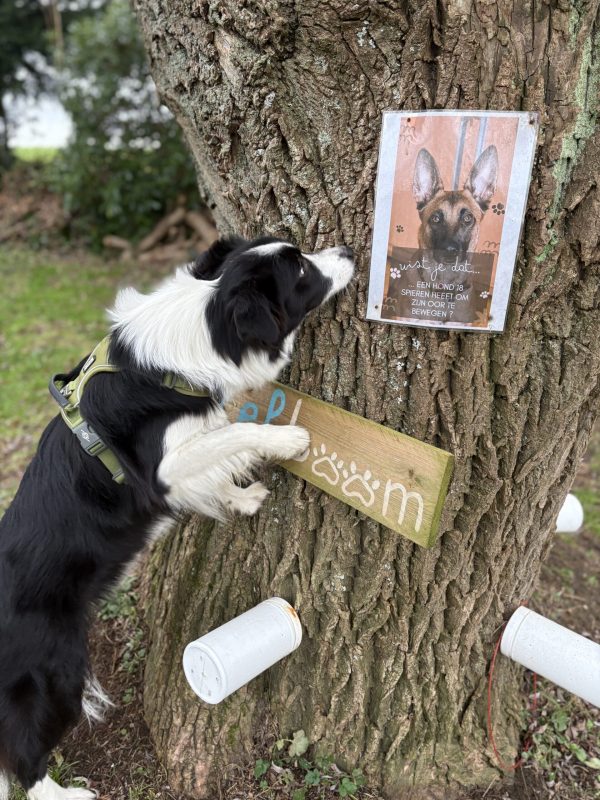Prive hondenweide in Huldenberg