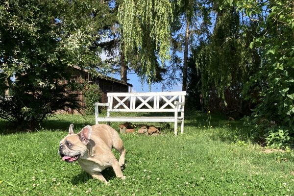 Prive hondenweide in Huldenberg