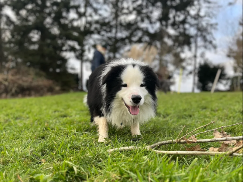 Prive hondenweide in Huldenberg