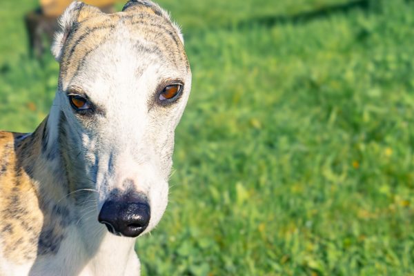 Prive hondenweide in Huldenberg