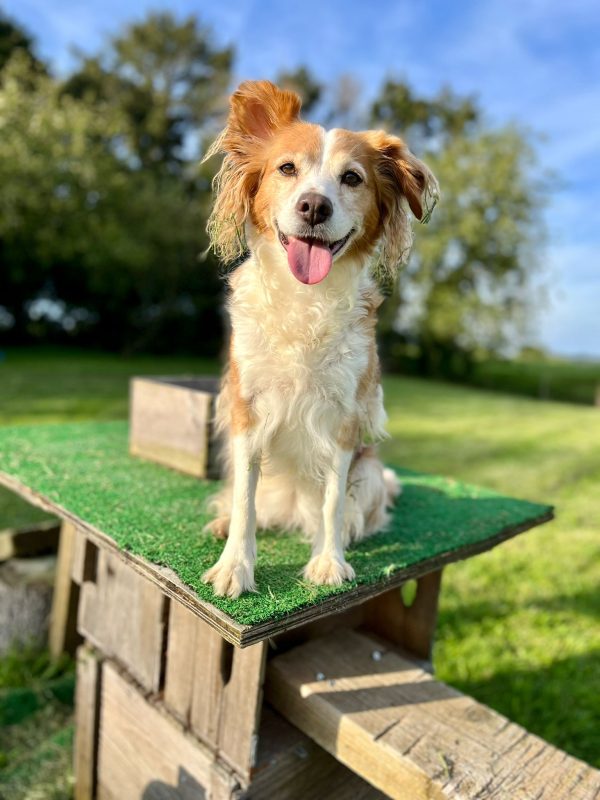 Privé losloopzone voor honden in Huldenberg