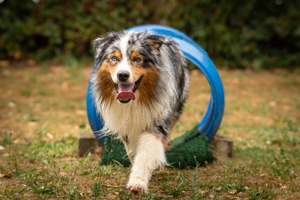 Gratis langskomen in de privé hondenweide