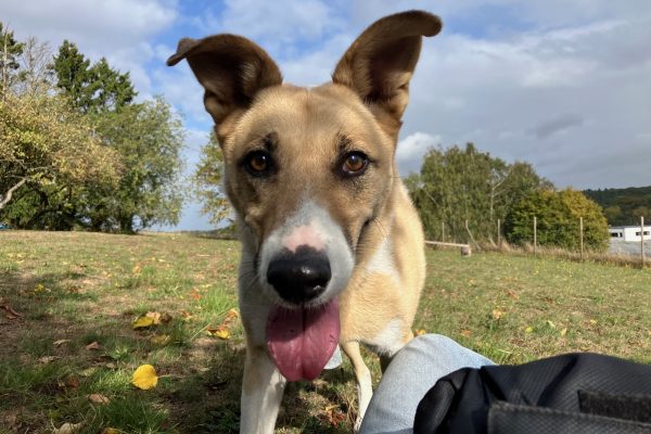 Gratis langskomen in de privé hondenweide